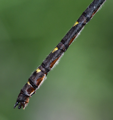 Cordulegaster maculata