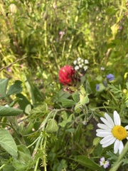 Trifolium incarnatum