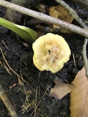 Fungi