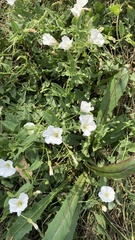 Convolvulus arvensis