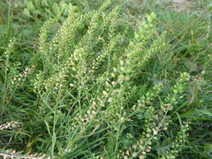 Lepidium densiflorum