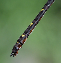 Cordulegaster maculata