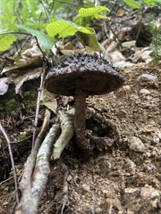Strobilomyces
