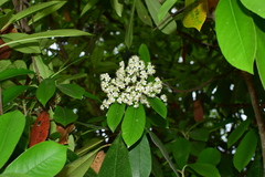 Photinia