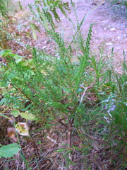 Calluna vulgaris