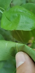 Smilax tamnoides