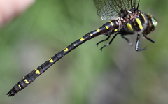 Cordulegaster maculata