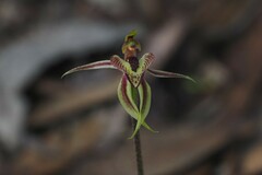 Caladenia cardiochila