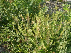 Lepidium densiflorum