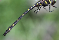 Cordulegaster maculata