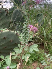 Polanisia dodecandra riograndensis