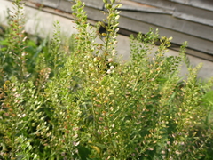 Lepidium densiflorum