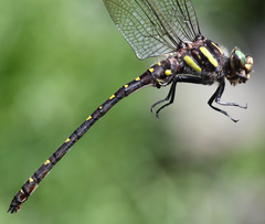 Cordulegaster maculata