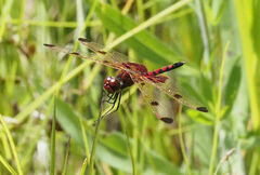 Celithemis elisa