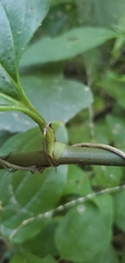 Smilax tamnoides