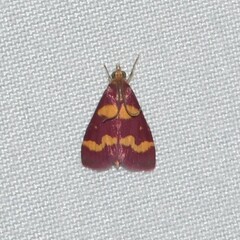 Pyrausta tyralis