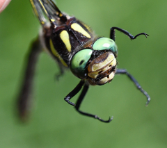 Cordulegaster maculata