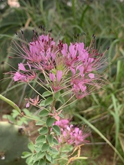 Polanisia dodecandra riograndensis