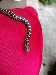 Lampropeltis triangulum