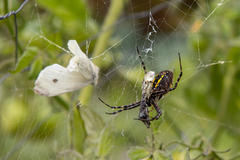 Argiope trifasciata