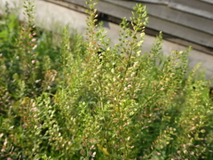 Lepidium densiflorum
