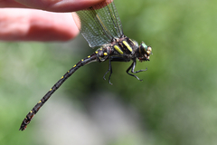 Cordulegaster maculata