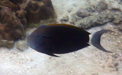 Acanthurus nigricauda