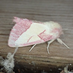 Hyparpax aurora