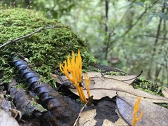 Calocera
