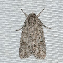 Acronicta