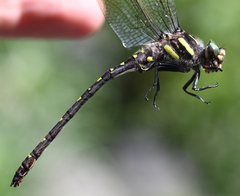 Cordulegaster maculata