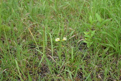 Centranthera cochinchinensis