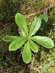 Chimaphila umbellata