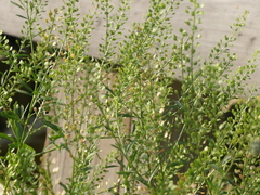 Lepidium densiflorum