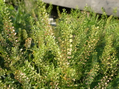 Lepidium densiflorum