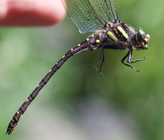 Cordulegaster maculata