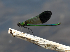 Calopteryx aequabilis
