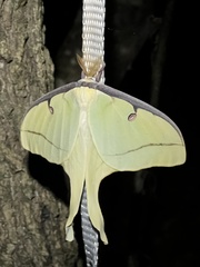 Actias luna