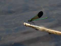 Calopteryx aequabilis
