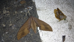 Marumba cristata bukaiana