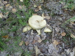 Gyroporus cyanescens