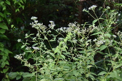 Eupatorium makinoi