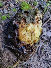 Daleomyces phillipsii