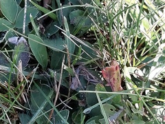 Pilosella officinarum