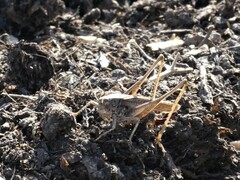 Platycleis albopunctata