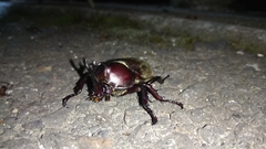 Trypoxylus dichotomus tsunobosonis