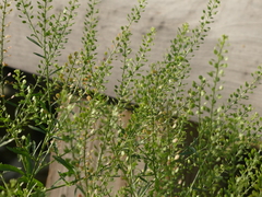 Lepidium densiflorum