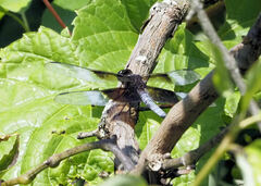 Libellula luctuosa