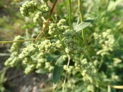 Chenopodium album