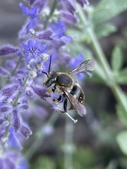 Anthidium manicatum
